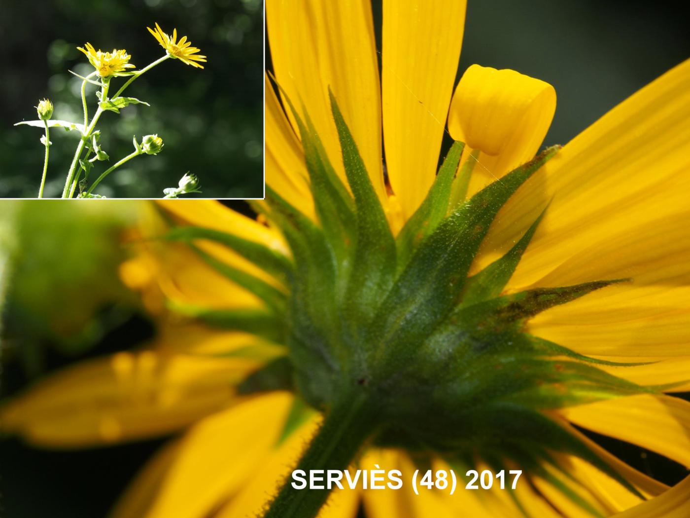 Leopard's Bane, Austrian flower